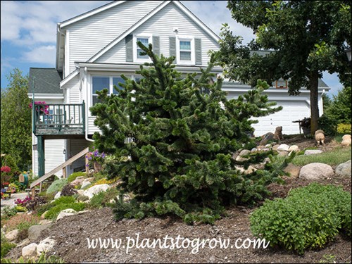 Bristlecone Pine (Pinus longaeva) 
One of the nicest specimen Bristlecone Pine I have seen in a residential planting